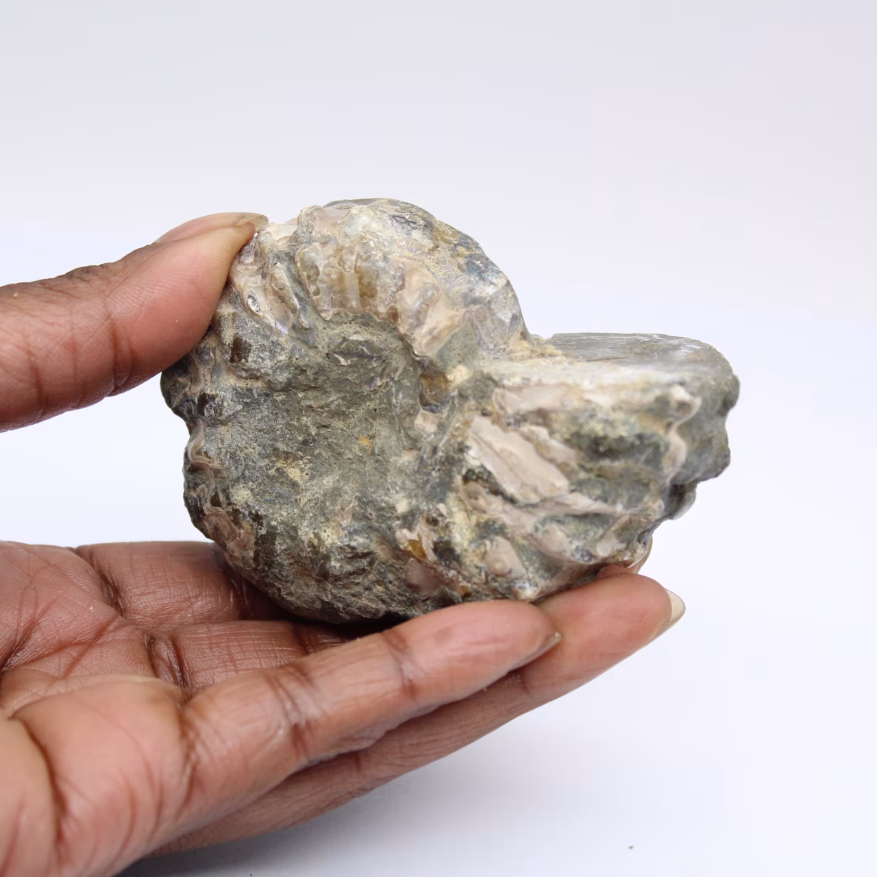 Ammonite Douvilleiceras inaequinodum