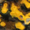 Indonesian Bumblebee Jasper: Polished Natural Stone Ornament - 16