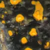 Freeform Bumblebee Jasper: Authentic Collector's Specimen - 10