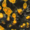 Freeform Bumblebee Jasper: Authentic Collector's Specimen - 11