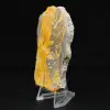Jasper Bumblebee: Collector's plaque - 2