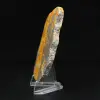 Jasper Bumblebee: Collector's plaque - 6