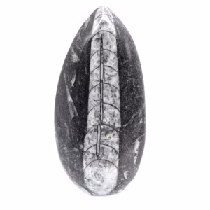 Fossil Orthoceras from Morocco