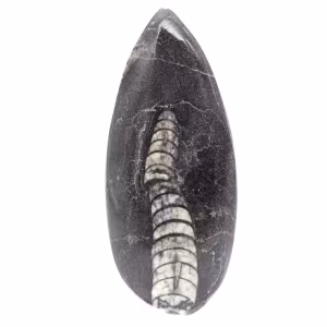 Fossil Orthoceras