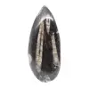Fossil Orthoceras from Morocco - 0