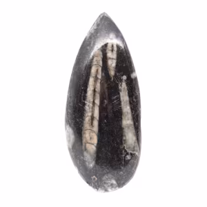 Fossil Orthoceras from Morocco