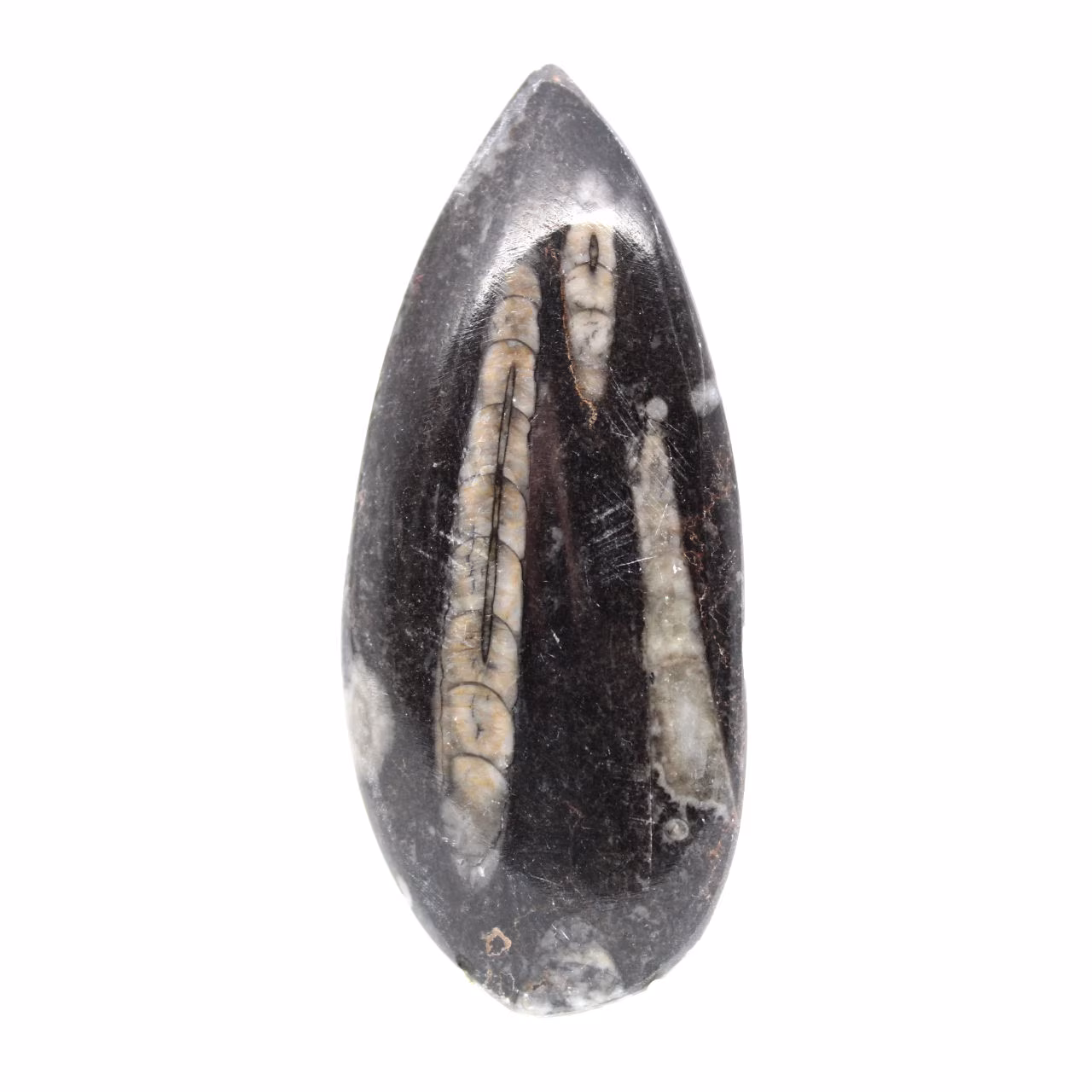 Fossil Orthoceras from Morocco