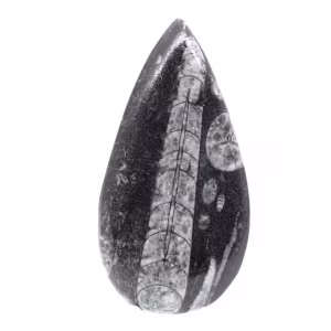 Fossil Orthoceras