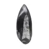 Fossil Orthoceras - 0