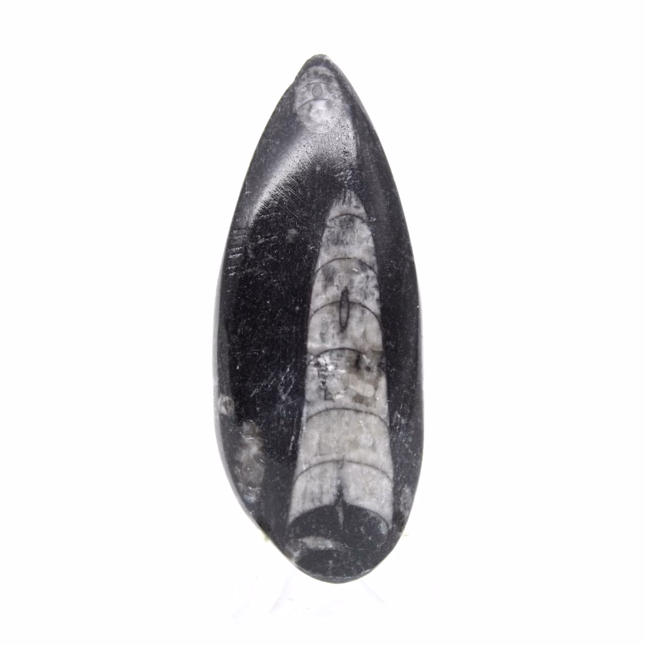 Fossil Orthoceras