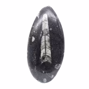 Fossil Orthoceras from Morocco
