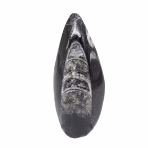 Fossil Orthoceras from Morocco