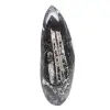 Fossil Orthoceras - 0