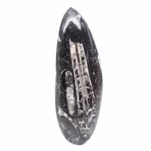 Fossil Orthoceras