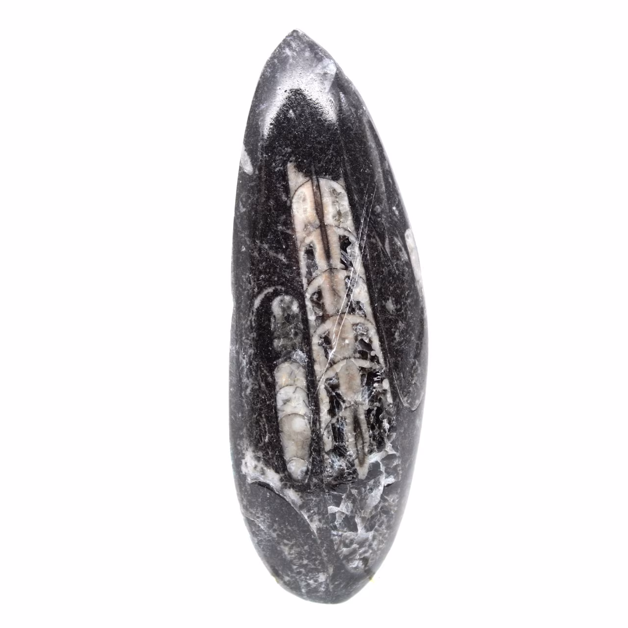 Fossil Orthoceras