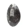 Fossil Orthoceras from Morocco - 0