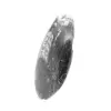 Fossil Orthoceras from Morocco - 2