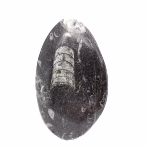Fossil Orthoceras from Morocco