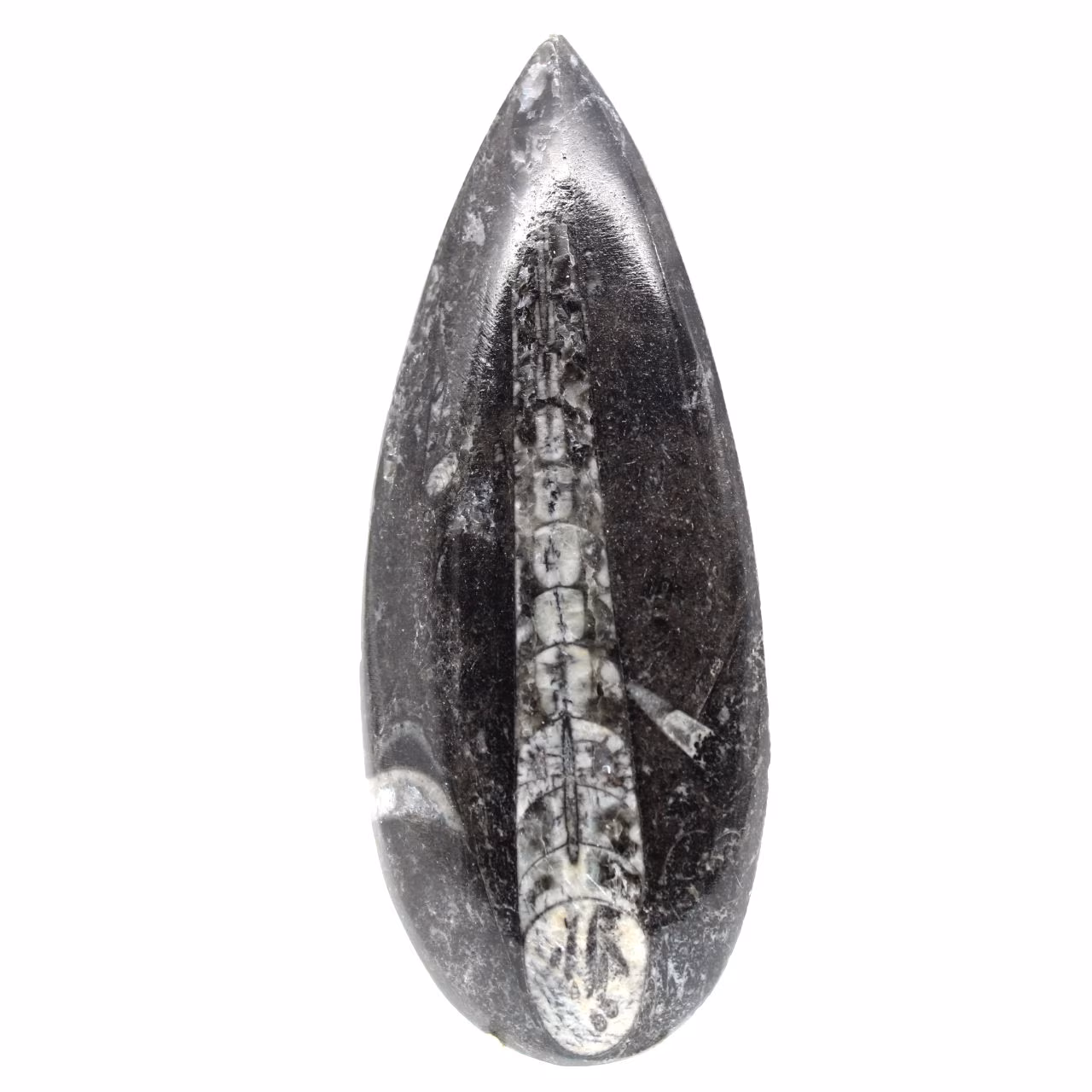 Fossil Orthoceras