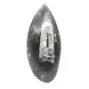 Fossil Orthoceras from Morocco - 0