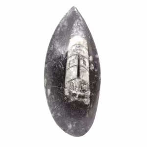 Fossil Orthoceras from Morocco