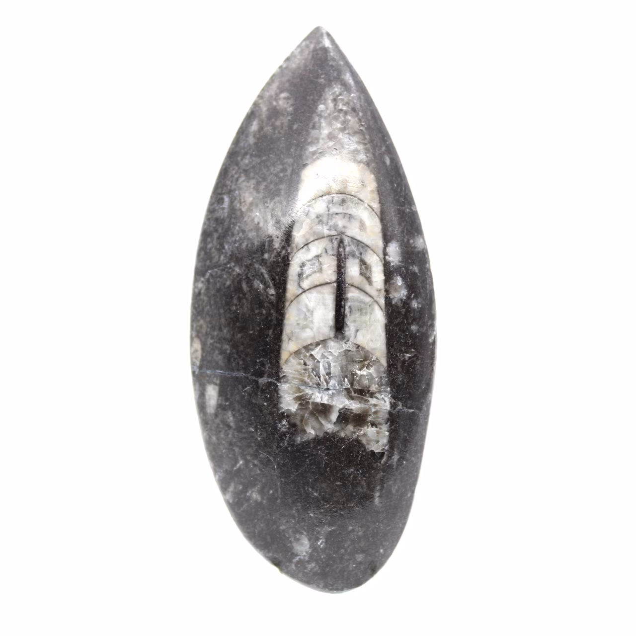 Fossil Orthoceras from Morocco