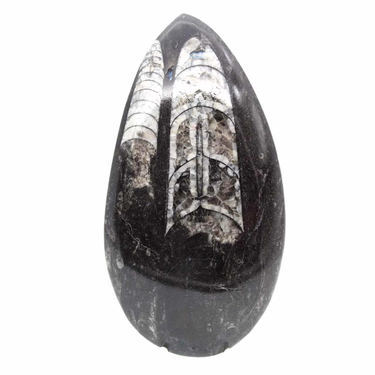 Fossil Orthoceras