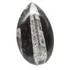 Fossil Orthoceras - 0