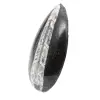 Fossil Orthoceras - 2