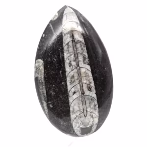 Fossil Orthoceras