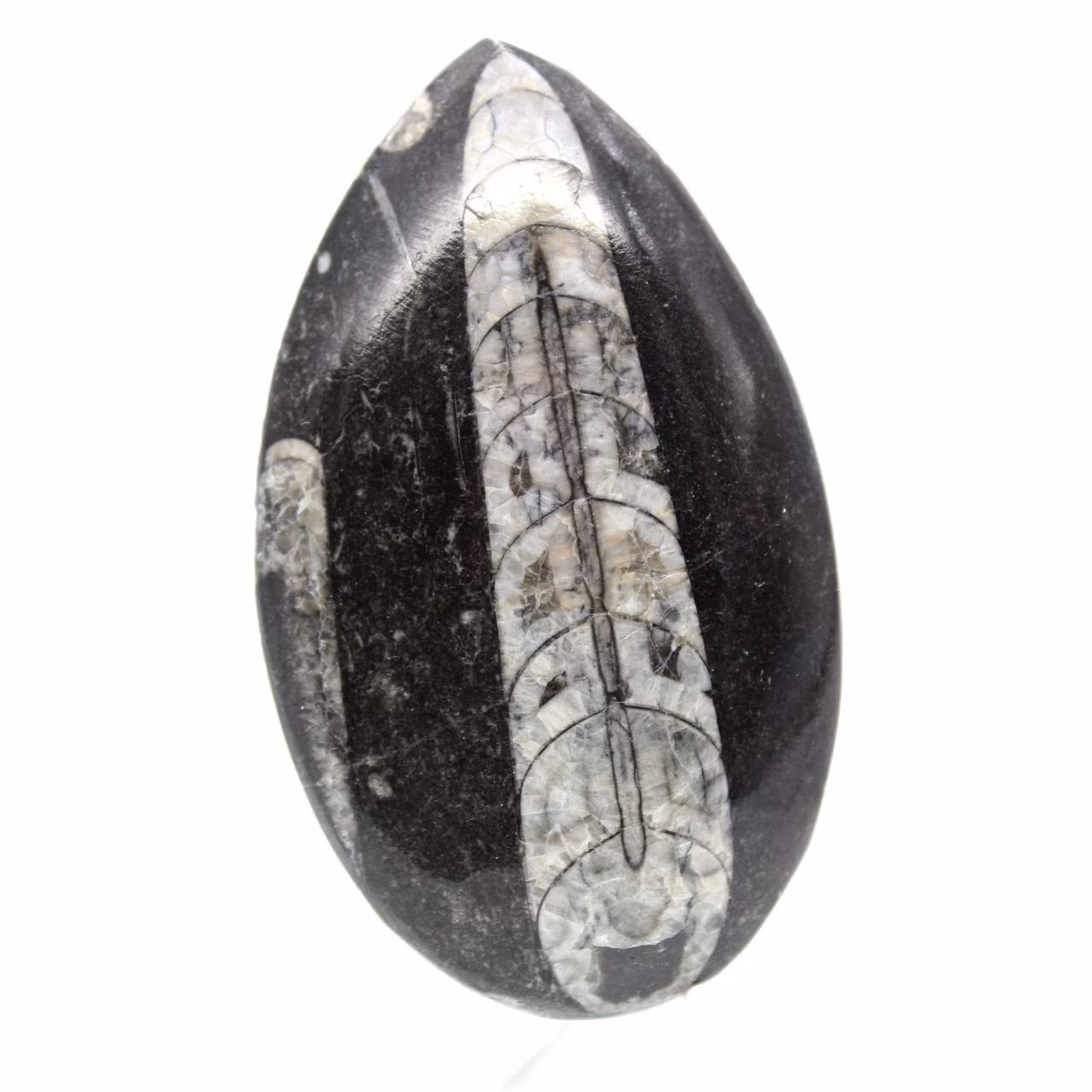 Fossil Orthoceras