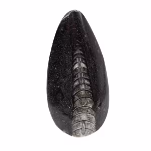Fossil Orthoceras from Morocco
