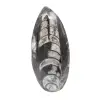 Fossil Orthoceras - 0