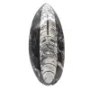 Fossil Orthoceras from Morocco - 0