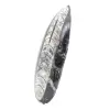 Fossil Orthoceras from Morocco - 2