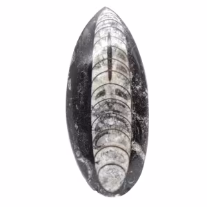 Fossil Orthoceras from Morocco