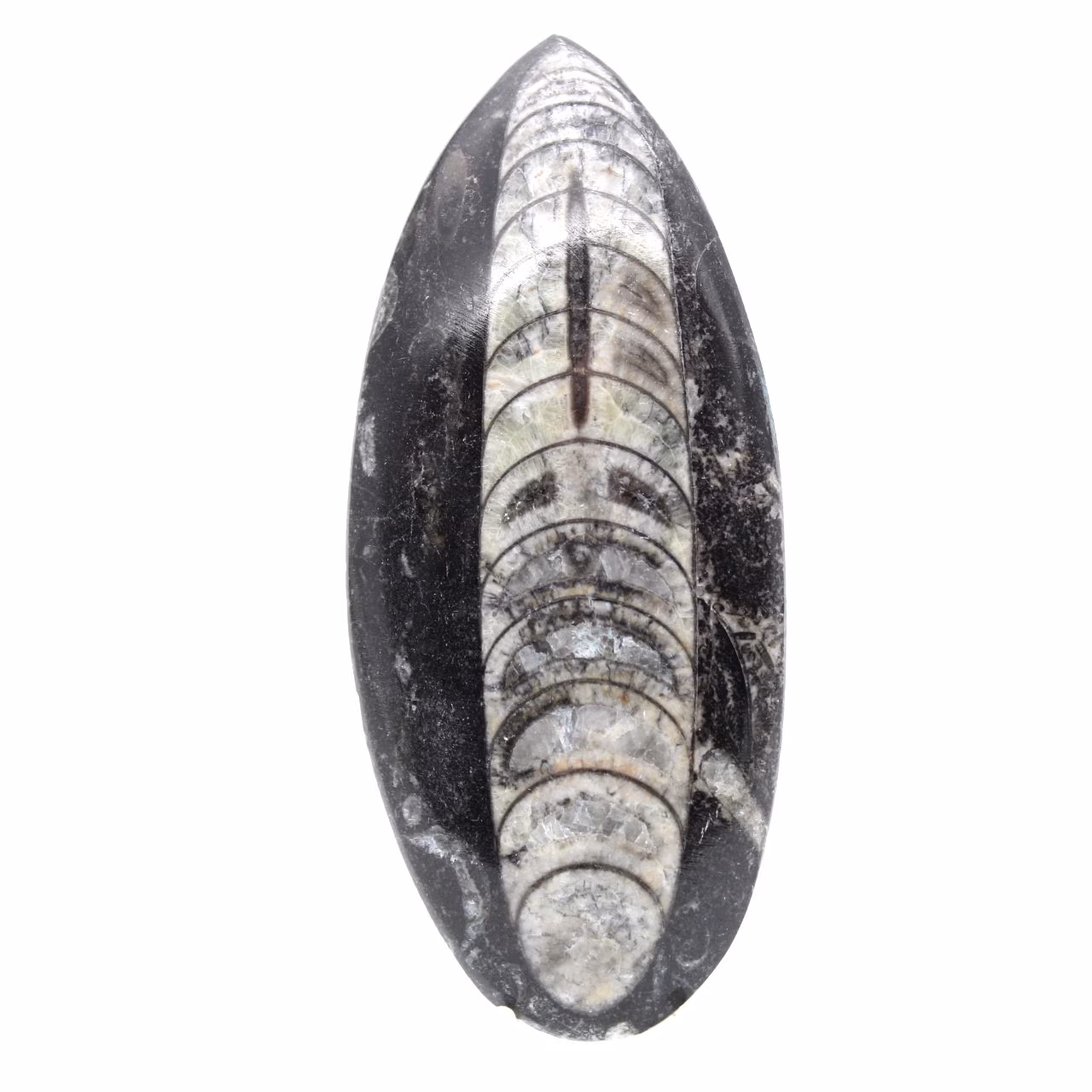 Fossil Orthoceras from Morocco