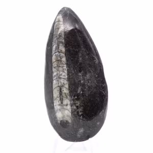 Fossil Orthoceras