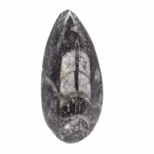 Fossil Orthoceras