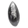 Fossil Orthoceras from Morocco - 0