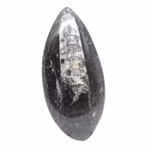 Fossil Orthoceras from Morocco