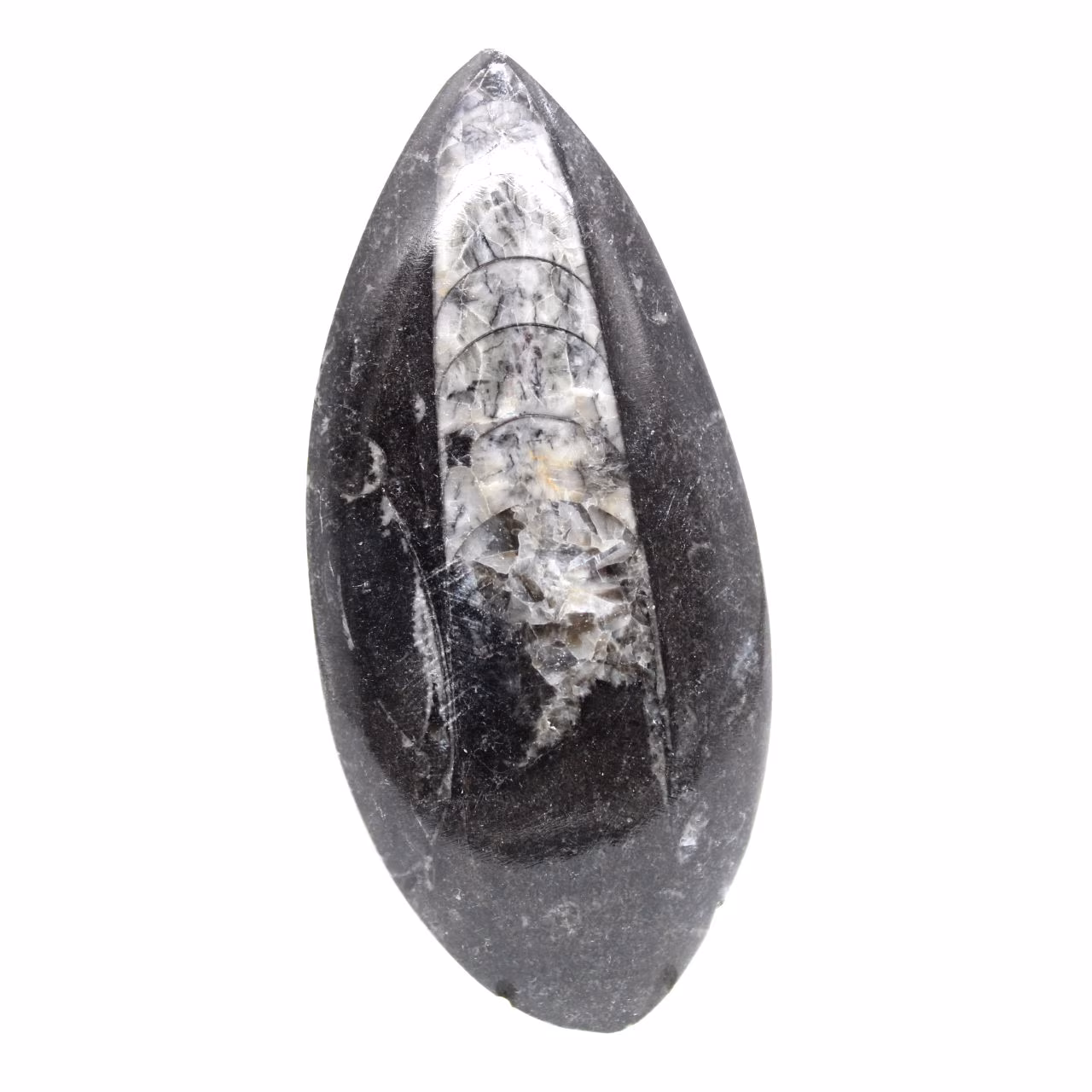 Fossil Orthoceras from Morocco
