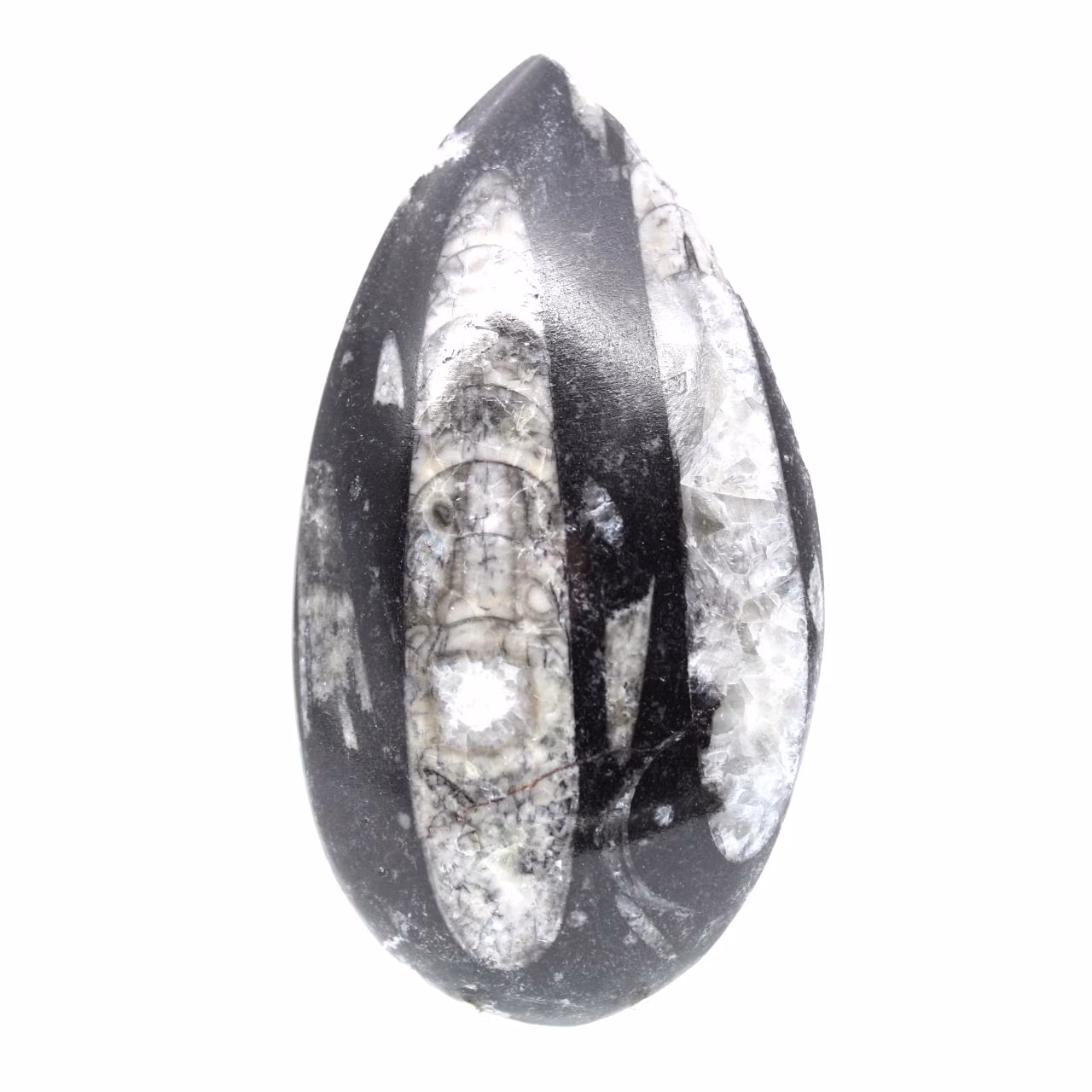 Fossil Orthoceras
