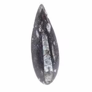 Fossil Orthoceras from Morocco