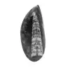 Fossil Orthoceras - 0