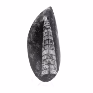 Fossil Orthoceras