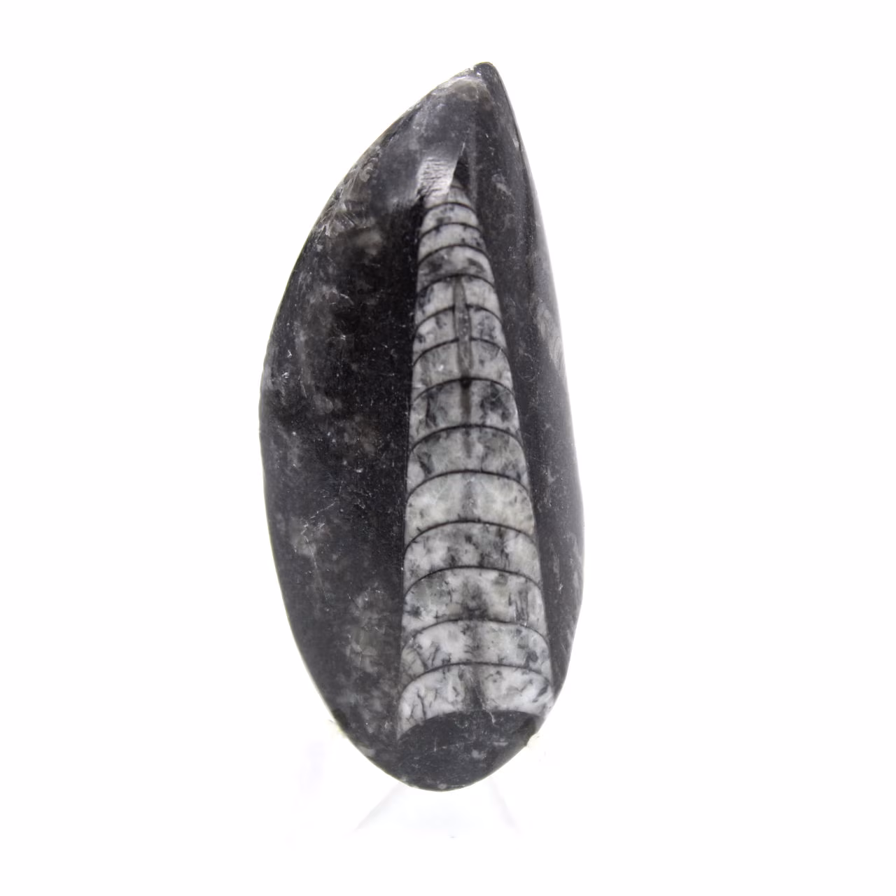 Fossil Orthoceras