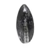 Fossil Orthoceras - 0