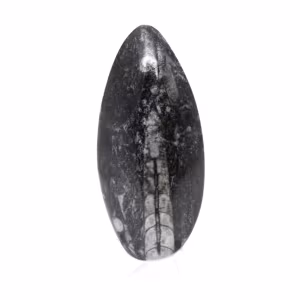 Fossil Orthoceras