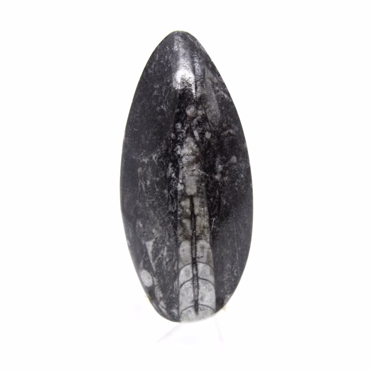 Fossil Orthoceras